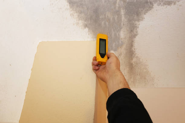 Best Industrial Mold Remediation  in Rock Creek, AL