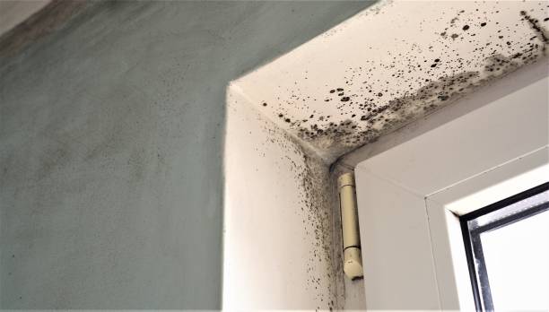 Best Black Mold Removal  in Rock Creek, AL