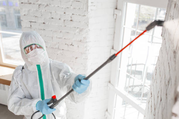 Best Mold Remediation for Rental Properties  in Rock Creek, AL