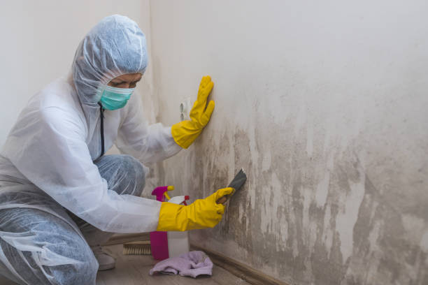 Best Real Estate Mold Inspection  in Rock Creek, AL