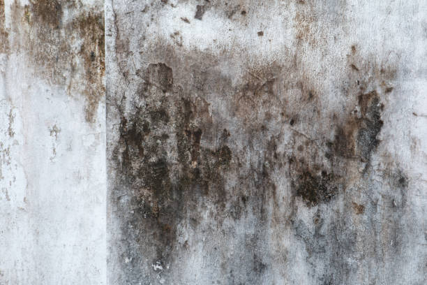 Best Forensic Mold Investigation  in Rock Creek, AL