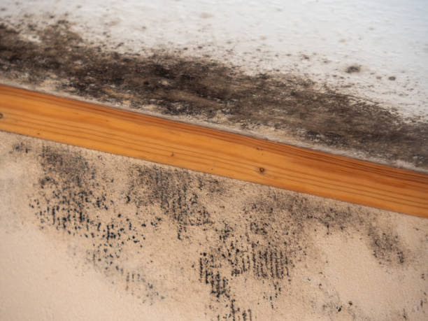 Best Comprehensive Air Testing for Mold Contaminants  in Rock Creek, AL