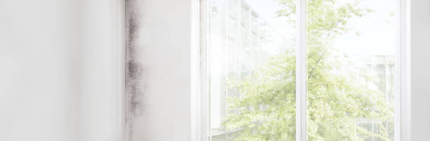 Best Dehumidification Services  in Rock Creek, AL