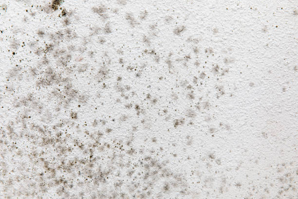 Forensic Mold Investigation in Rock Creek, AL