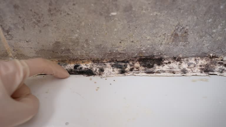 Best Environmental Consulting for Mold Prevention  in Rock Creek, AL