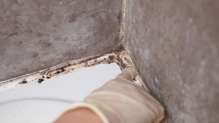 Best Asbestos and Lead Testing During Mold Inspection  in Rock Creek, AL